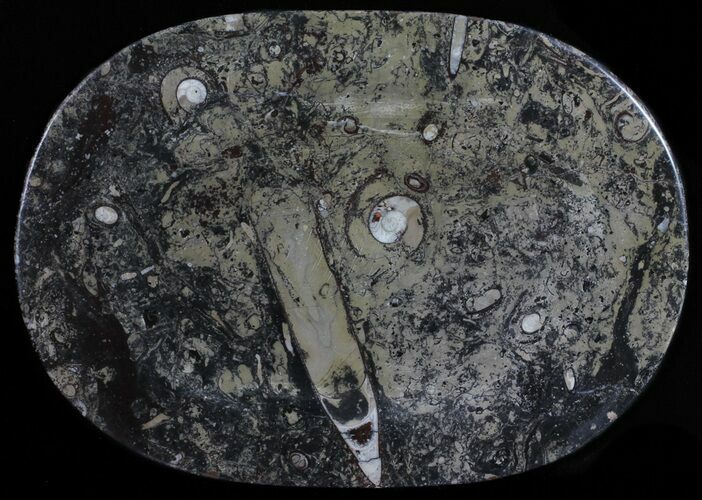 / Fossil Orthoceras & Goniatite Plate - Stoneware #58581